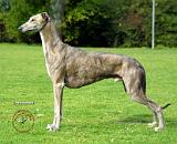 Greyhound